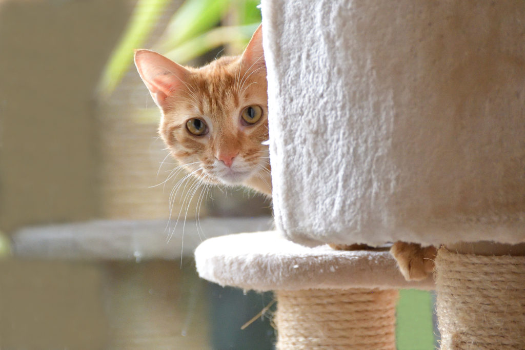 L'abandon d'un animal domestique est un délit.
Comportementaliste chat Garde d'animaux