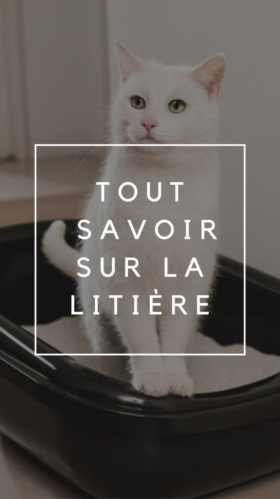 tout savoir sur la litière des chats