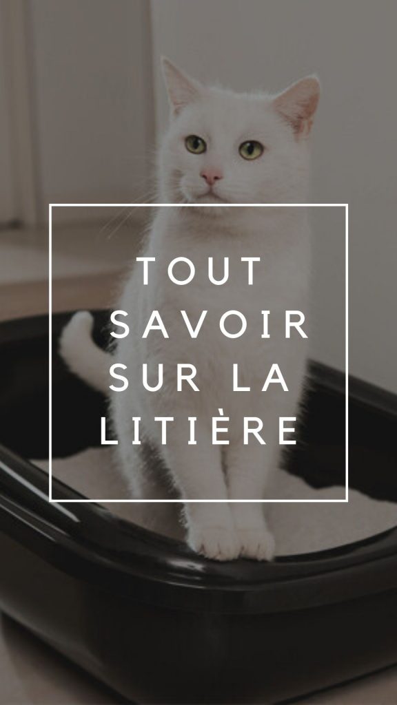 mon chat urine hors litière